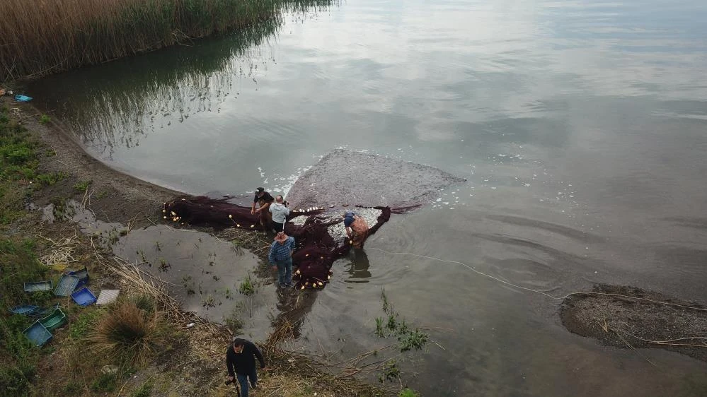 İznik Gölü'nde tutulup Yunanistan, Ukrayna ve Amerika'ya ihraç ediliyor