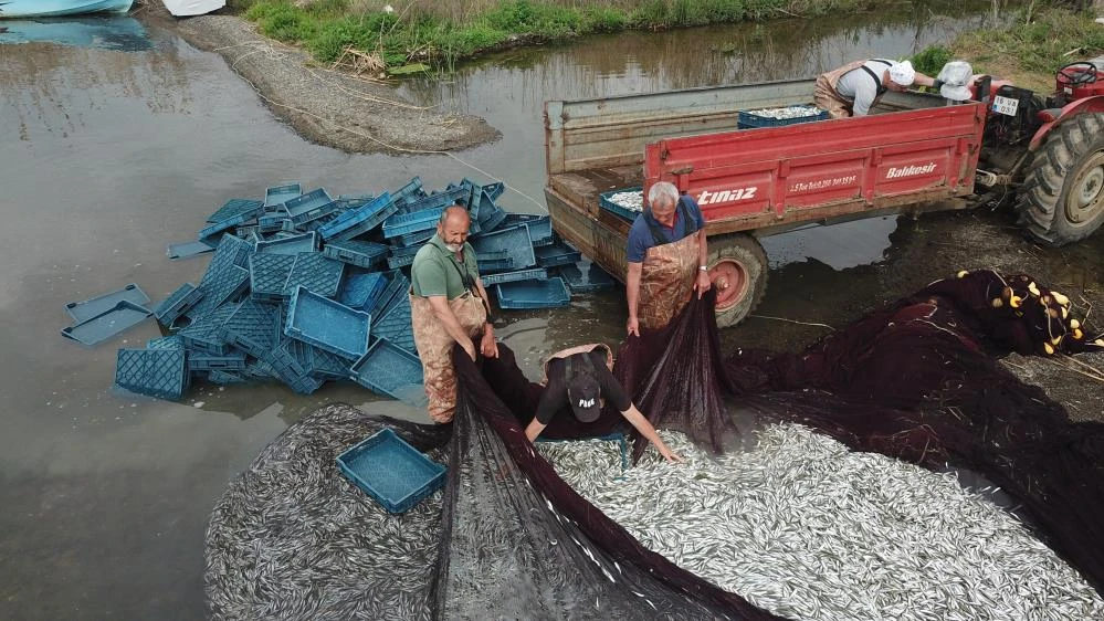 İznik Gölü'nde tutulup Yunanistan, Ukrayna ve Amerika'ya ihraç ediliyor