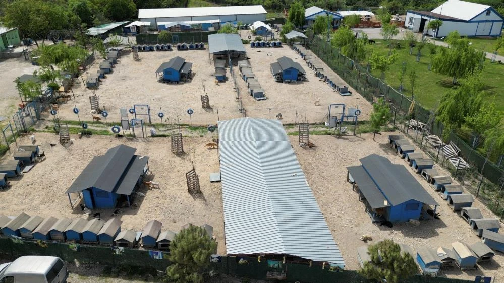 Bursa'da çok sayıda cins köpek yeni yuvalarını arıyor