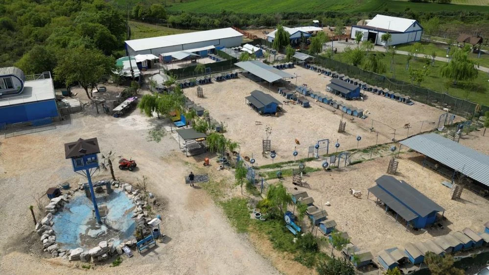 Bursa'da çok sayıda cins köpek yeni yuvalarını arıyor