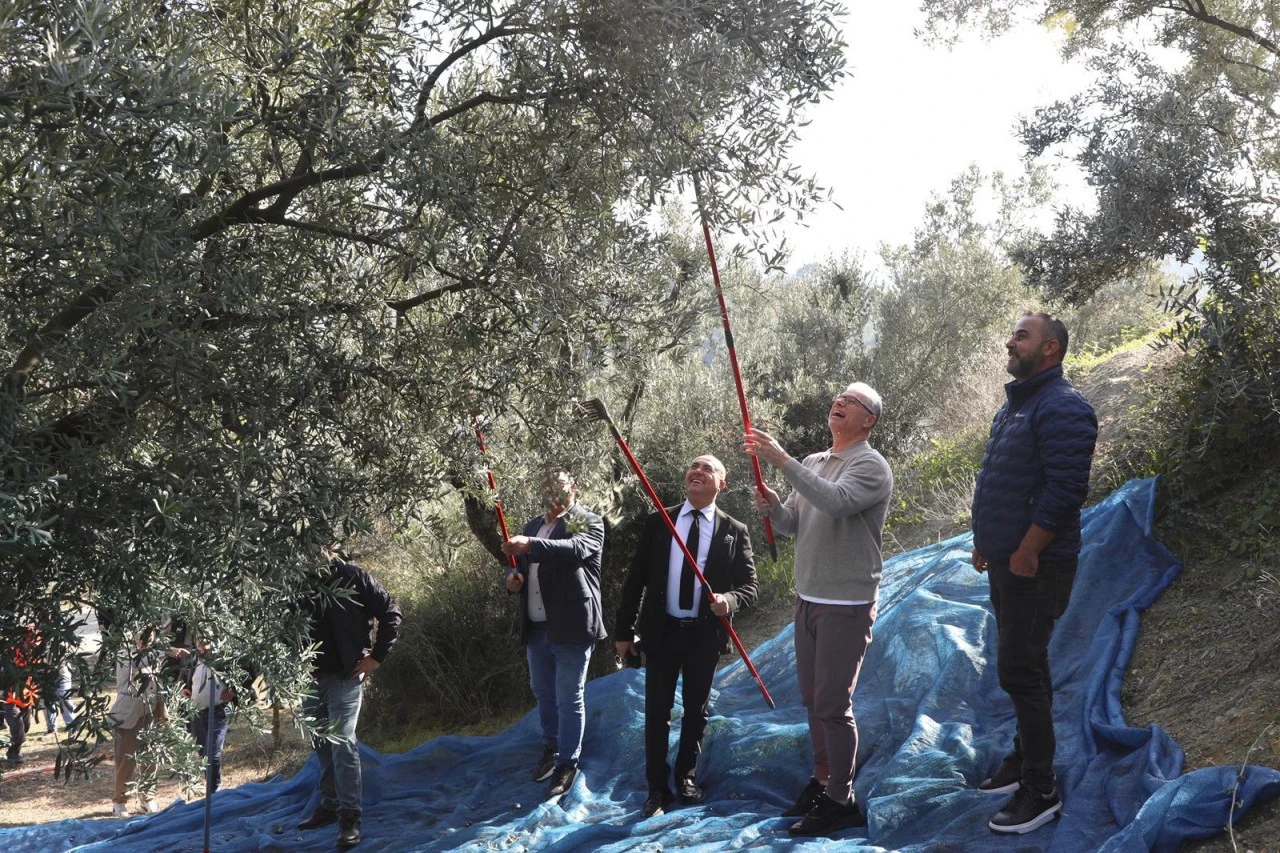Mudanya'da zeytin hasadı başladı