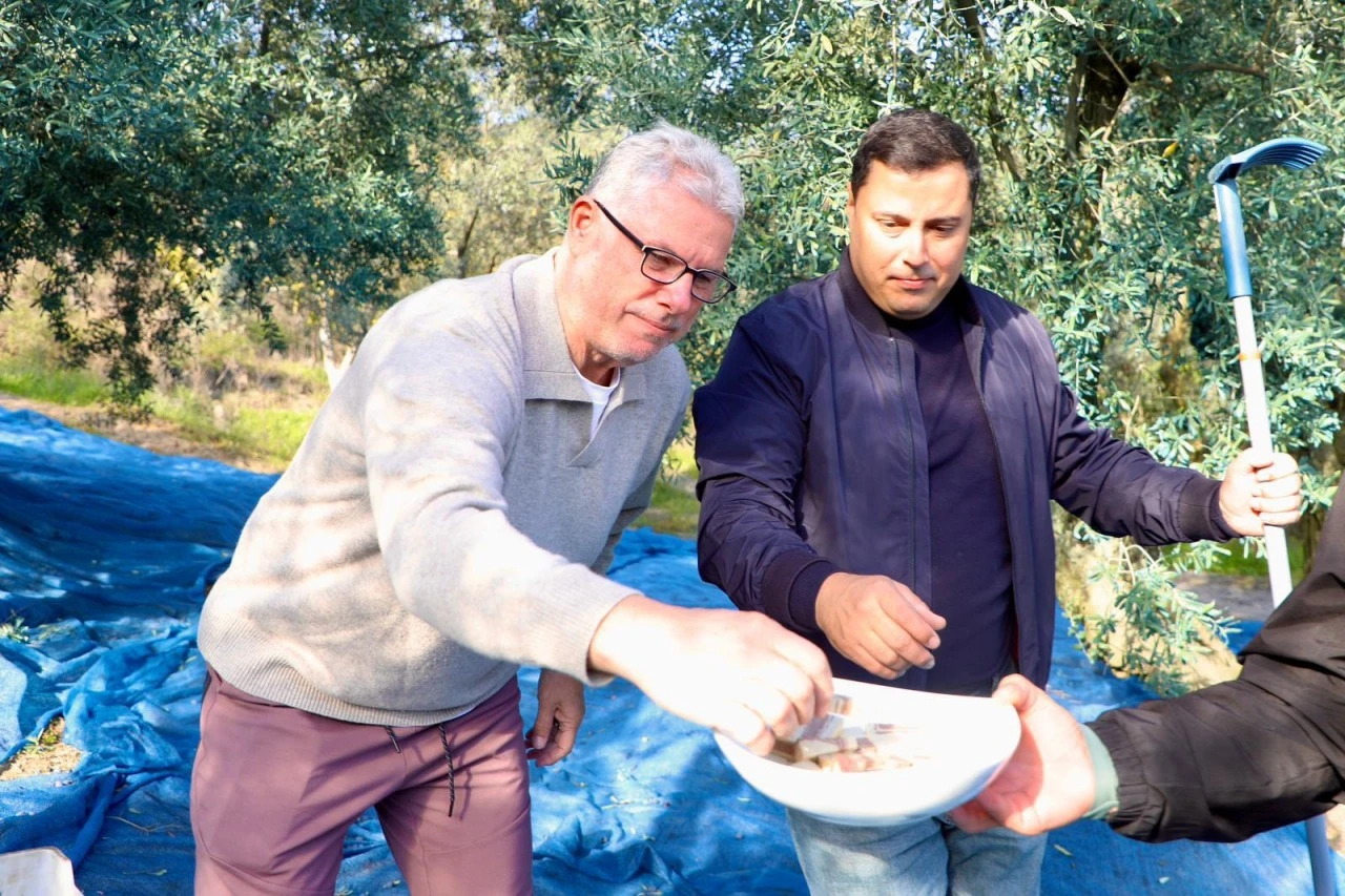 Mudanya'da zeytin hasadı başladı