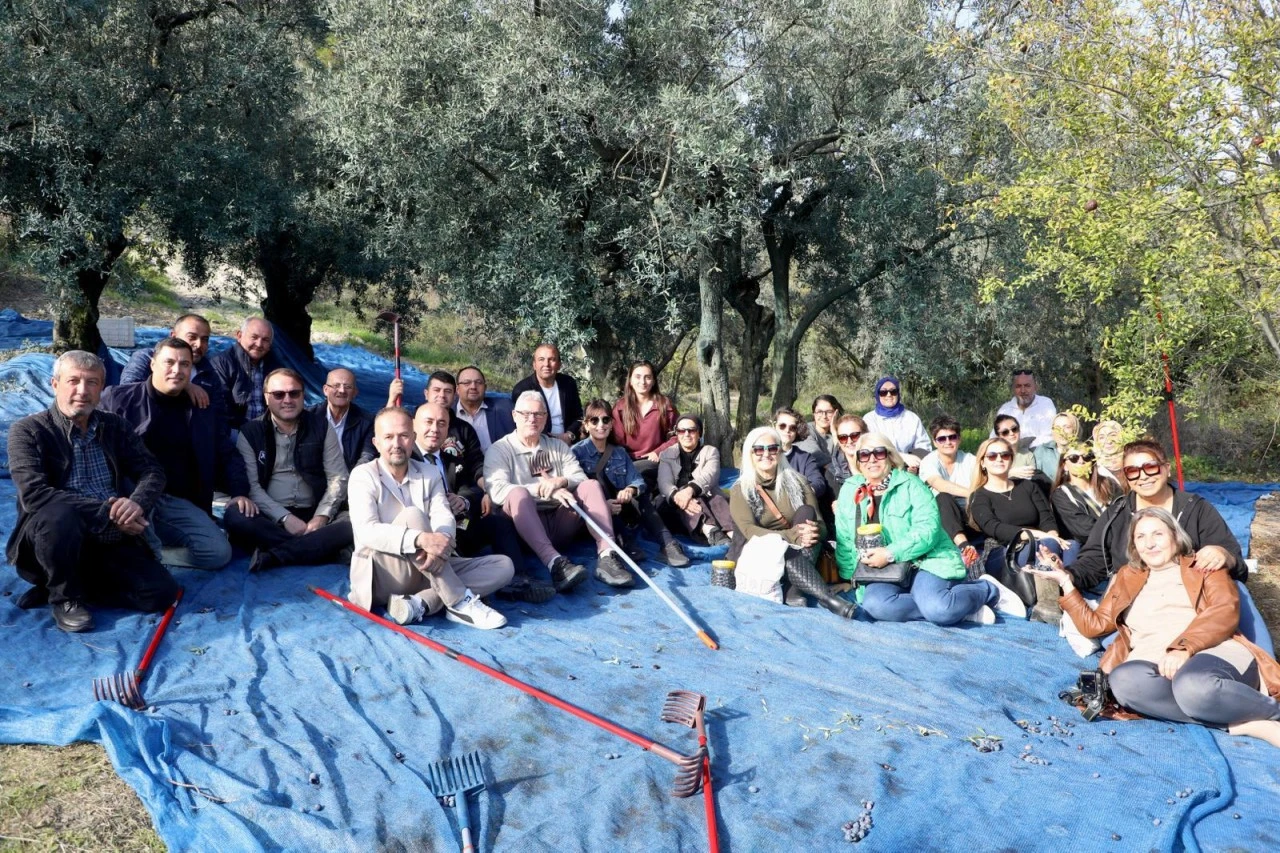 Mudanya'da zeytin hasadı başladı