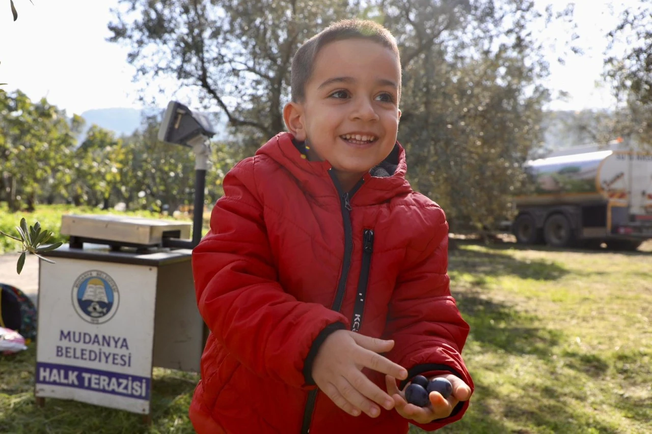 Mudanya'da zeytin hasadı başladı