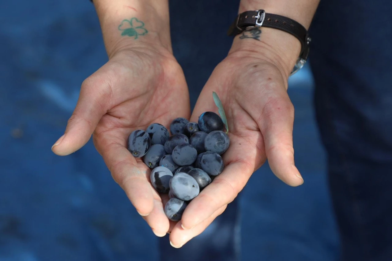 Mudanya'da zeytin hasadı başladı