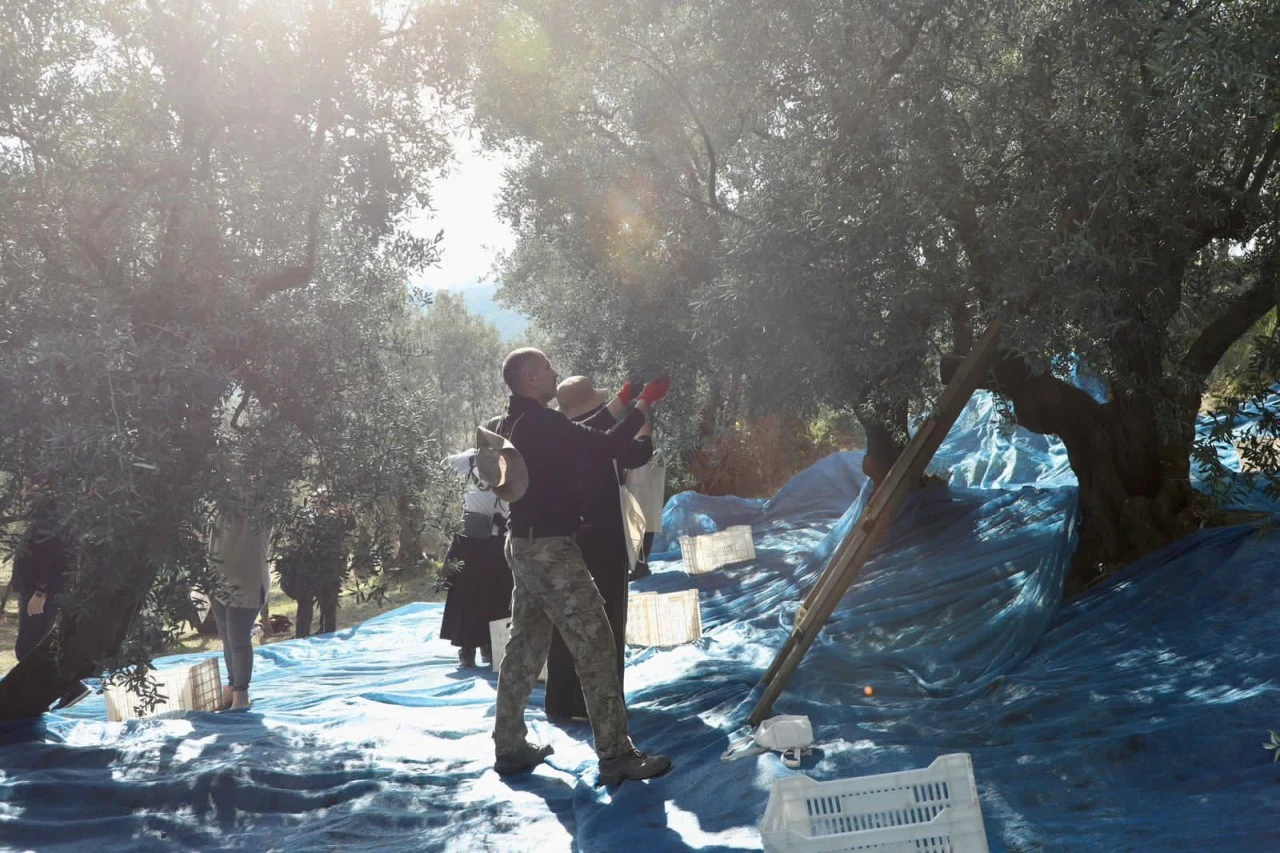 Mudanya'da zeytin hasadı başladı