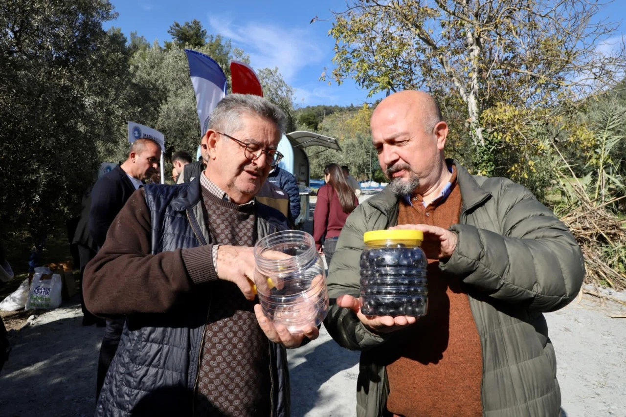 Mudanya'da zeytin hasadı başladı