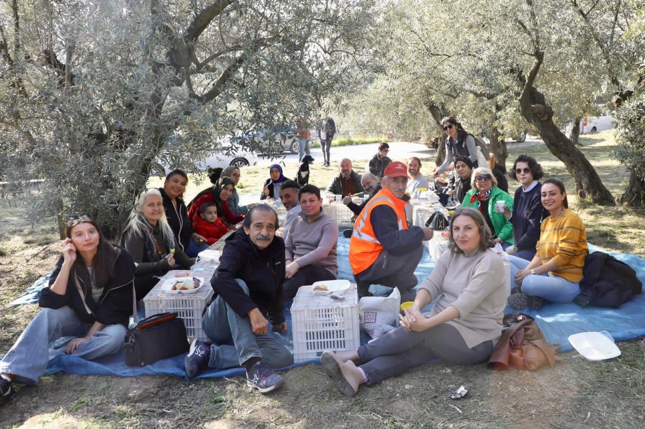 Mudanya'da zeytin hasadı başladı