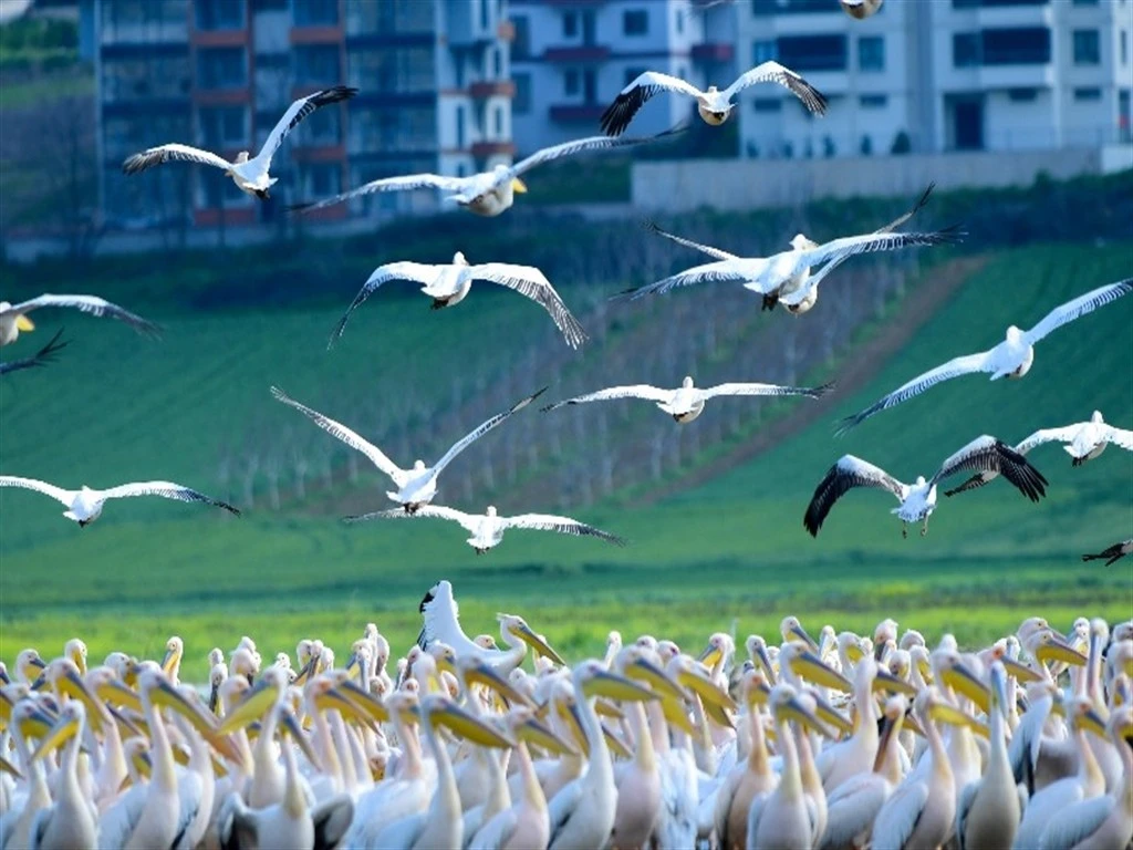 Göç yolundaki pelikanlar Bursa'da görüntülendi