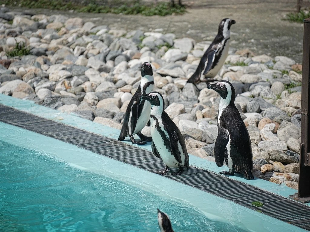 Bursa Hayvanat Bahçesi'nde penguenler klimalı odalarda, lemurlar ise soğuk meyveyle serinliyor