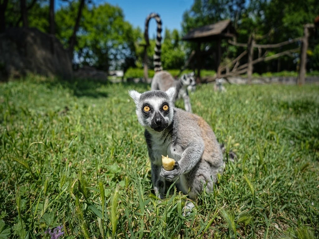 Bursa Hayvanat Bahçesi'nde penguenler klimalı odalarda, lemurlar ise soğuk meyveyle serinliyor
