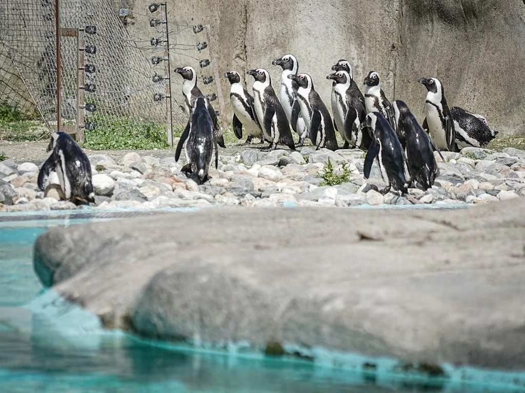 Bursa Hayvanat Bahçesi'nde penguenler klimalı odalarda, lemurlar ise soğuk meyveyle serinliyor