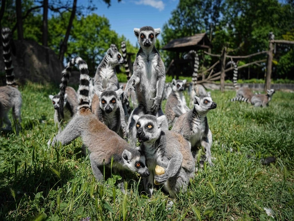 Bursa Hayvanat Bahçesi'nde penguenler klimalı odalarda, lemurlar ise soğuk meyveyle serinliyor