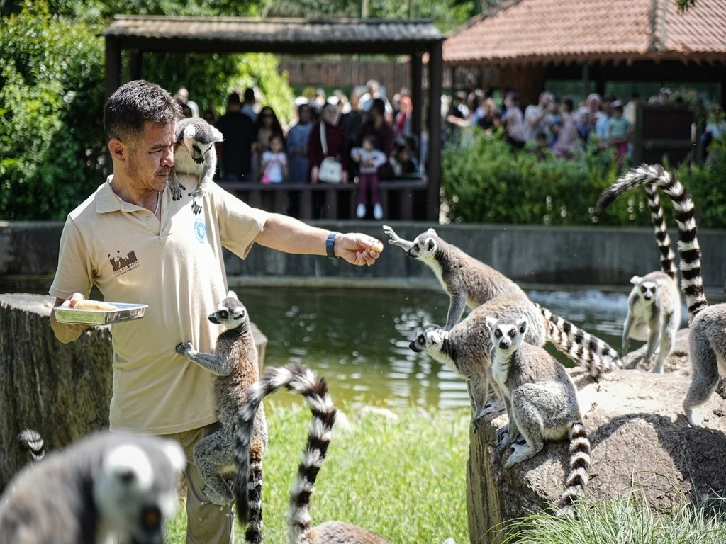 Bursa Hayvanat Bahçesi'nde penguenler klimalı odalarda, lemurlar ise soğuk meyveyle serinliyor