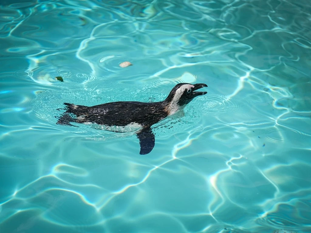 Bursa Hayvanat Bahçesi'nde penguenler klimalı odalarda, lemurlar ise soğuk meyveyle serinliyor