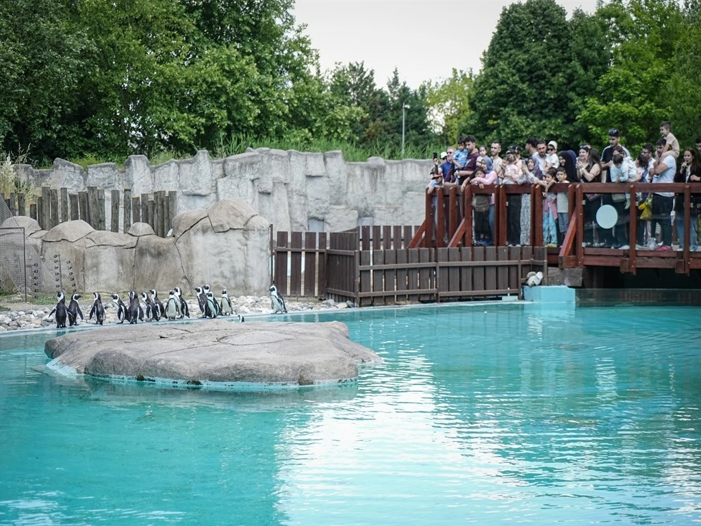 Bursa Hayvanat Bahçesi'nde penguenler klimalı odalarda, lemurlar ise soğuk meyveyle serinliyor