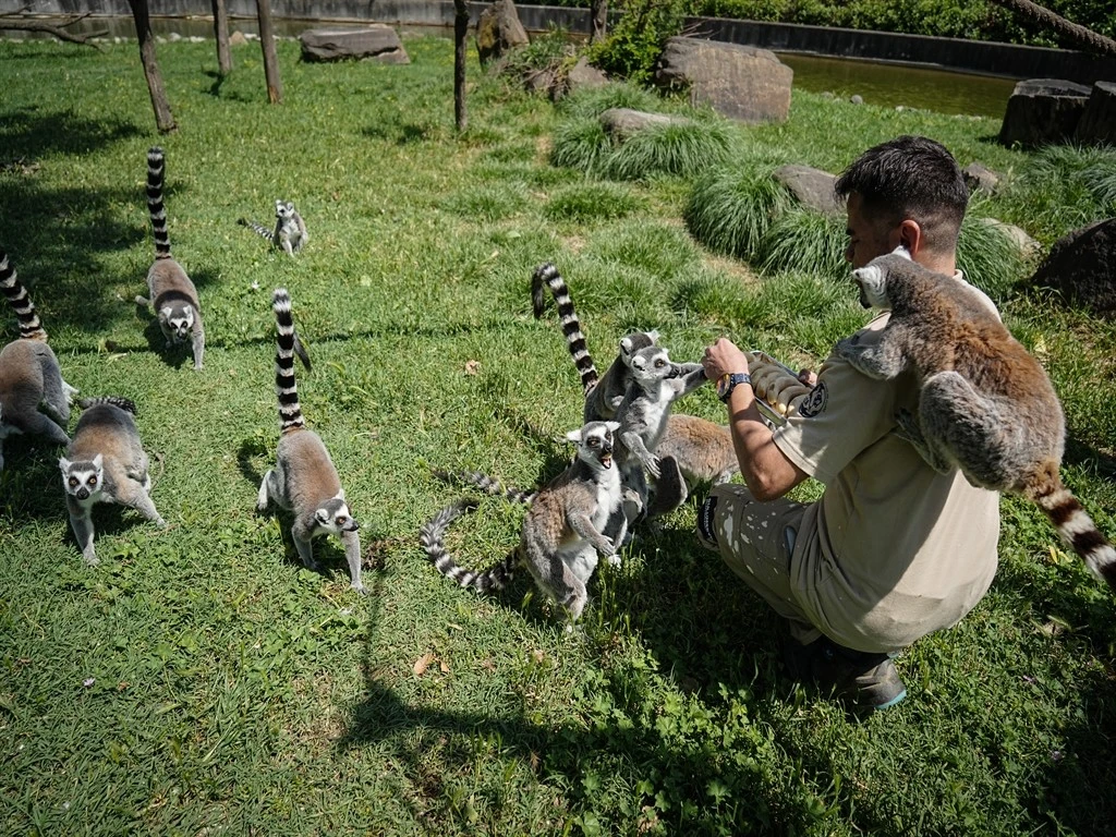 Bursa Hayvanat Bahçesi'nde penguenler klimalı odalarda, lemurlar ise soğuk meyveyle serinliyor