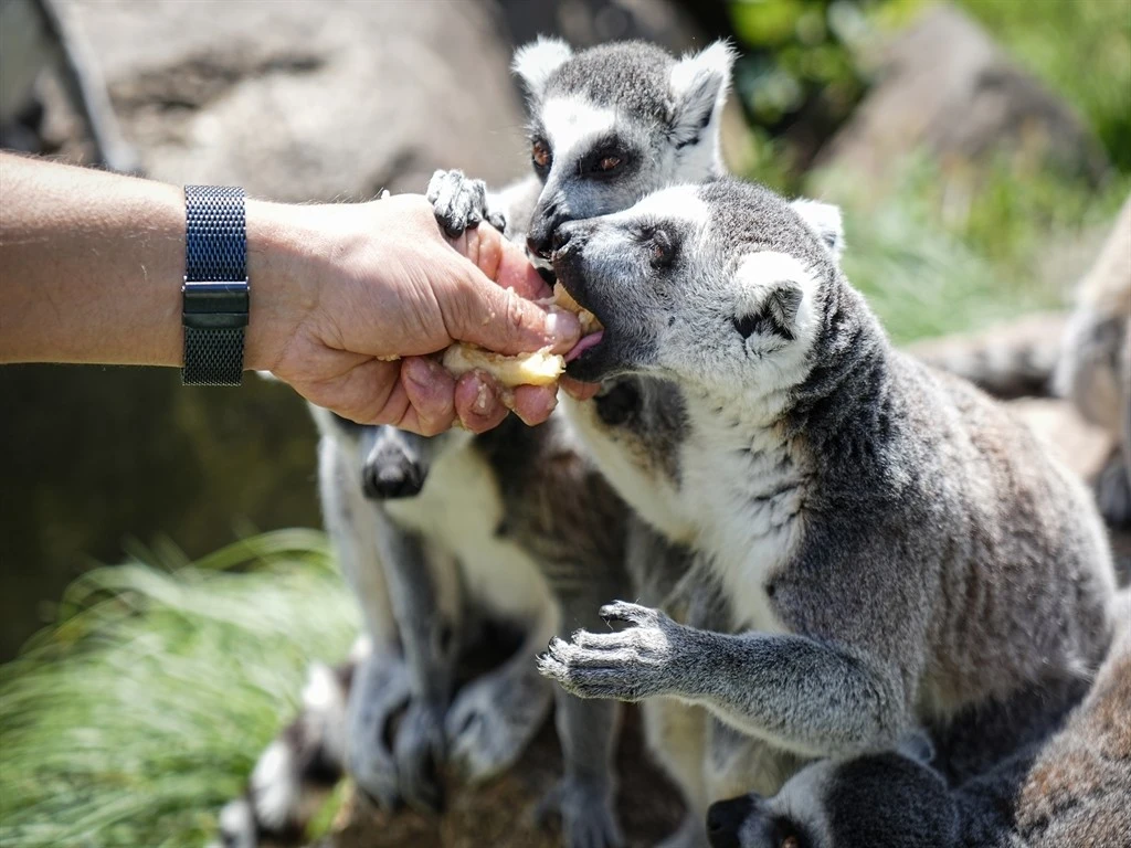 Bursa Hayvanat Bahçesi'nde penguenler klimalı odalarda, lemurlar ise soğuk meyveyle serinliyor