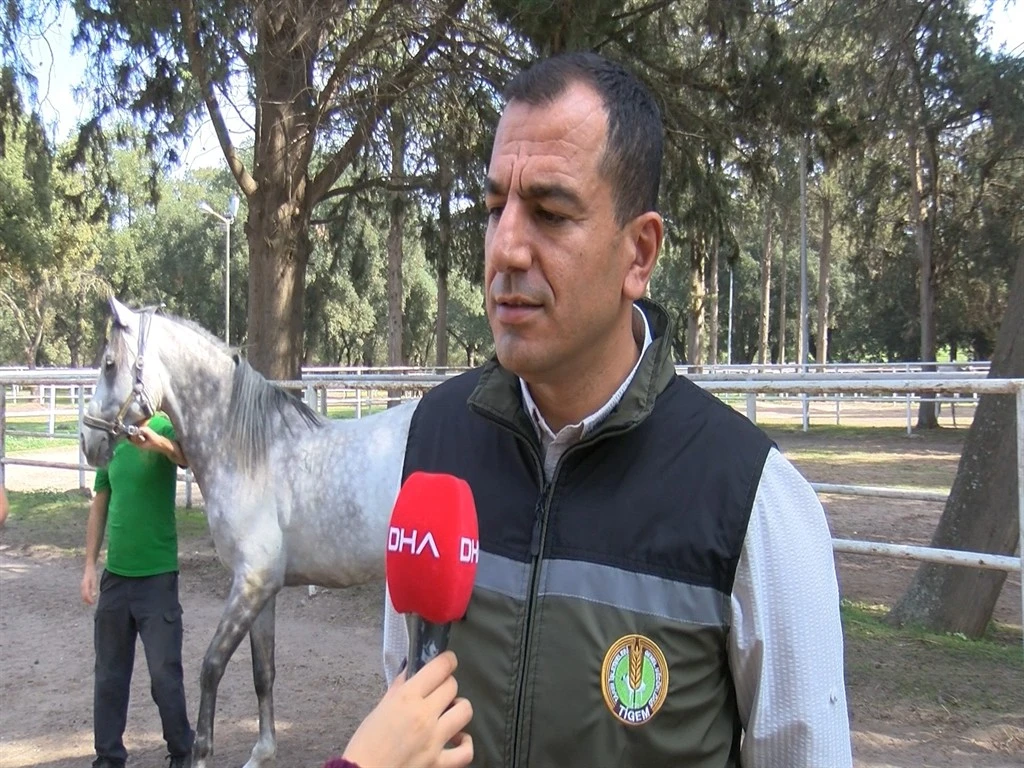 Bursa'da milyonluk yarış atlarına çok özel bakım!