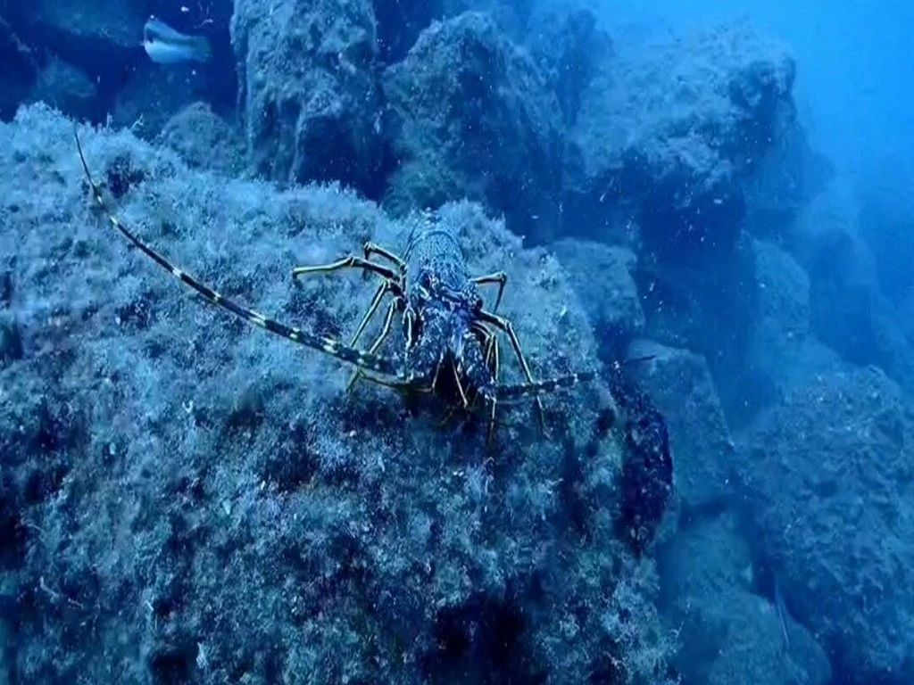 Kuşadası’nın su altı güzellikleri, dalış tutkunlarının ilgisini çekiyor