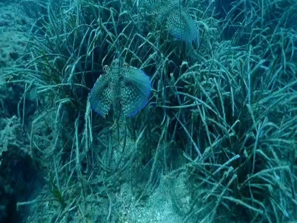 Kuşadası’nın su altı güzellikleri, dalış tutkunlarının ilgisini çekiyor