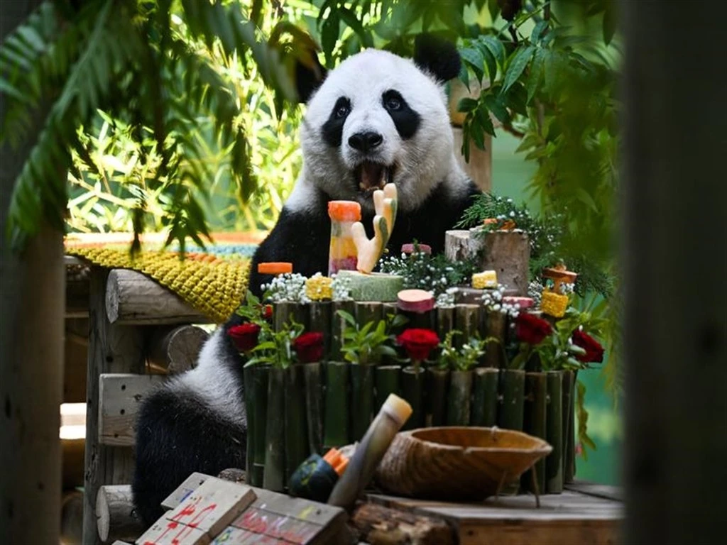 &Ccedil;in&rsquo;de dev panda Xing Mei&rsquo;nin 15&rsquo;inci doğum g&uuml;n&uuml; kutlandı