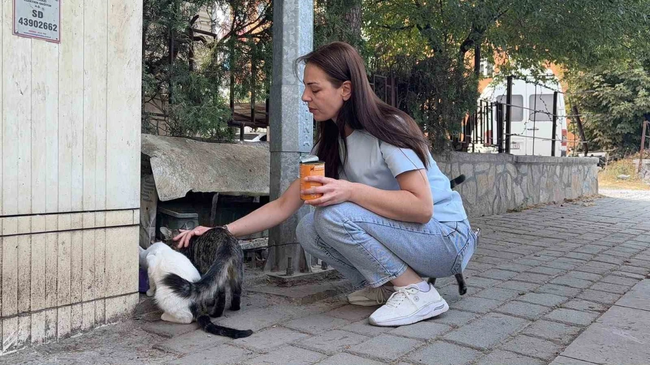 K&uuml;tahya&rsquo;da kedi vahşeti