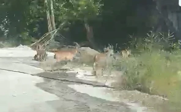 Malatya&rsquo;da yaban ke&ccedil;ileri karayoluna indi