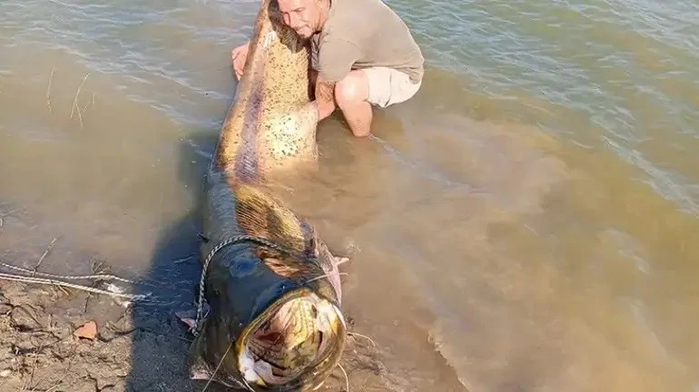 Tekirdağ'da oltasıyla &ouml;yle bir balık yakaladı ki! 