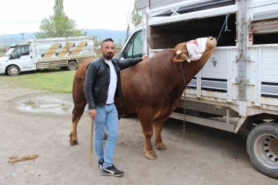 1 ton 150 kilogram ağırlığındaki "Paşa" 380 bin TL&rsquo;ye alıcısını bekliyor
