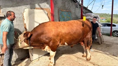 Bursa'da 1 ton 200 kiloluk kurbanlık, 380 bin liradan satışta