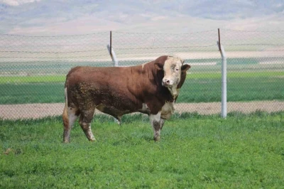 1 ton 250 kilogramlık Paşa, fiyatıyla dudak u&ccedil;uklatıyor
