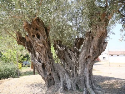 1210 ve 770 yaşındaki 2 zeytin ağacından 70 kilo mahsul bekleniyor