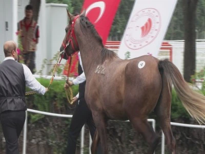 13 safkan Arap elit tay 51 milyon 600 bin liraya satıldı