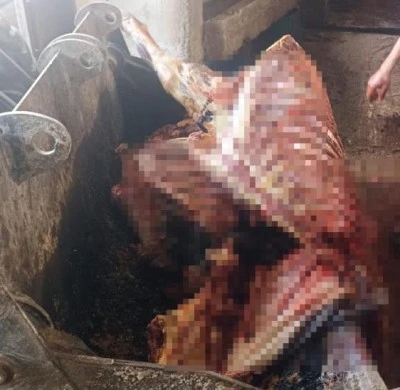  2,5 ton at eti ele ge&ccedil;irildi