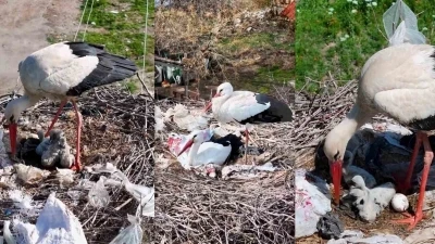 2 leylek, Anneler G&uuml;n&uuml;&rsquo;nde anne oldu
