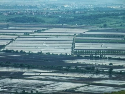 2025 sezonunda &ccedil;eltik ekimine sınırlama uygulanacak
