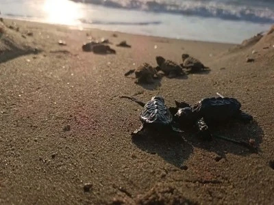 22 caretta caretta yavrusu denizle buluşturuldu
