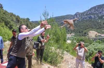 300 kınalı keklik doğaya salındı