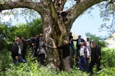 300 yıllık ceviz ağacı &uuml;r&uuml;n vermeye devam ediyor