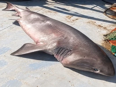350 kiloluk &lsquo;boz camg&ouml;z&rsquo; t&uuml;r&uuml; k&ouml;pek balığı yakaladı