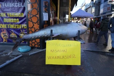 365 kiloluk orkinosa b&uuml;y&uuml;k ilgi