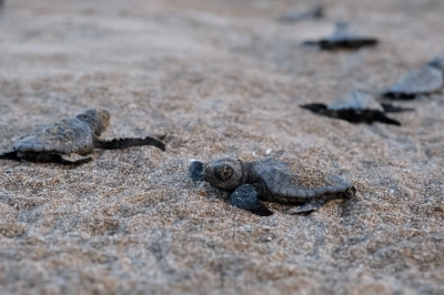 40 Bin Yavru Deniz Kaplumbağası Denizle Buluştu