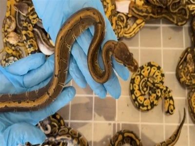 67 piton yılanı ele ge&ccedil;irildi