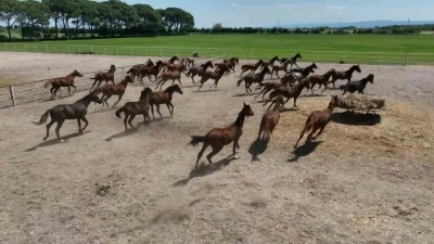 700 yıllık işletmenin milyonluk atları havadan g&ouml;r&uuml;nt&uuml;lendi
