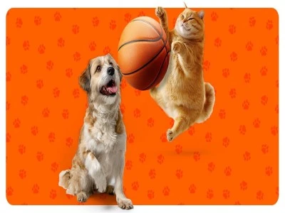 A Milli Kadın Basketbol Takımı&rsquo;nın attığı her sayı 5 kilo mamaya d&ouml;n&uuml;ş&uuml;yor