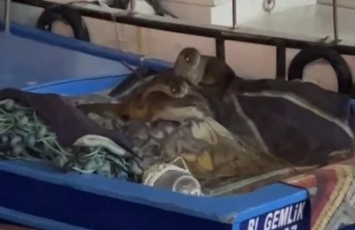 A&ccedil; kalan anne su samuru ve yavruları Gemlik&rsquo;te tekneye sığındı