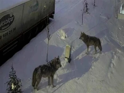 A&ccedil; kalan kurtlar mahalleye indi