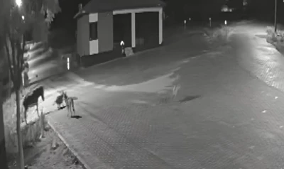 A&ccedil; kalan kurtlar mahalleye inerek eşeğe saldırdı
