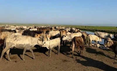 Adacıkta mahsur kalan inekler y&uuml;zd&uuml;r&uuml;lerek tahliye edildi; 